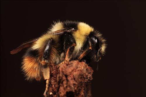 Bombus sichelii